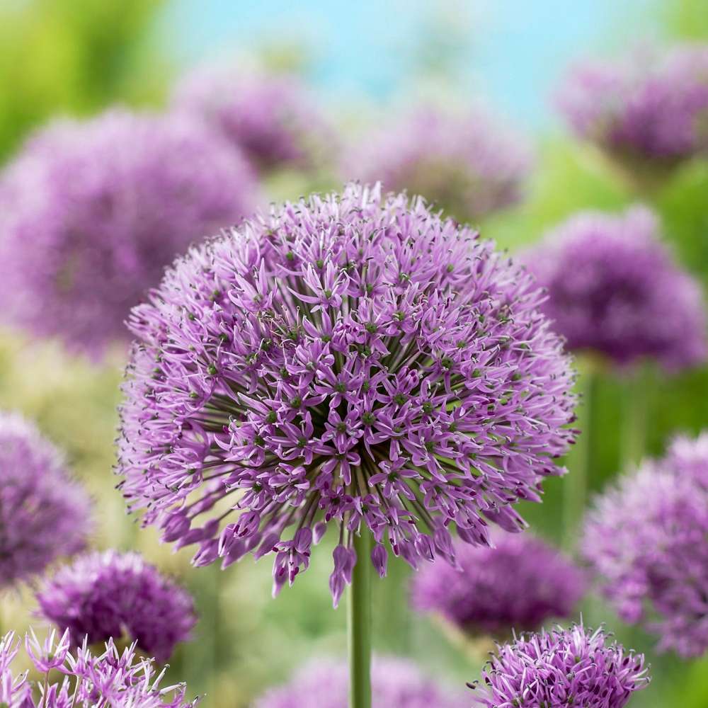 Allium 'Aflatunense'
